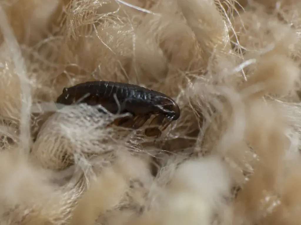 A flea among carpet fibres